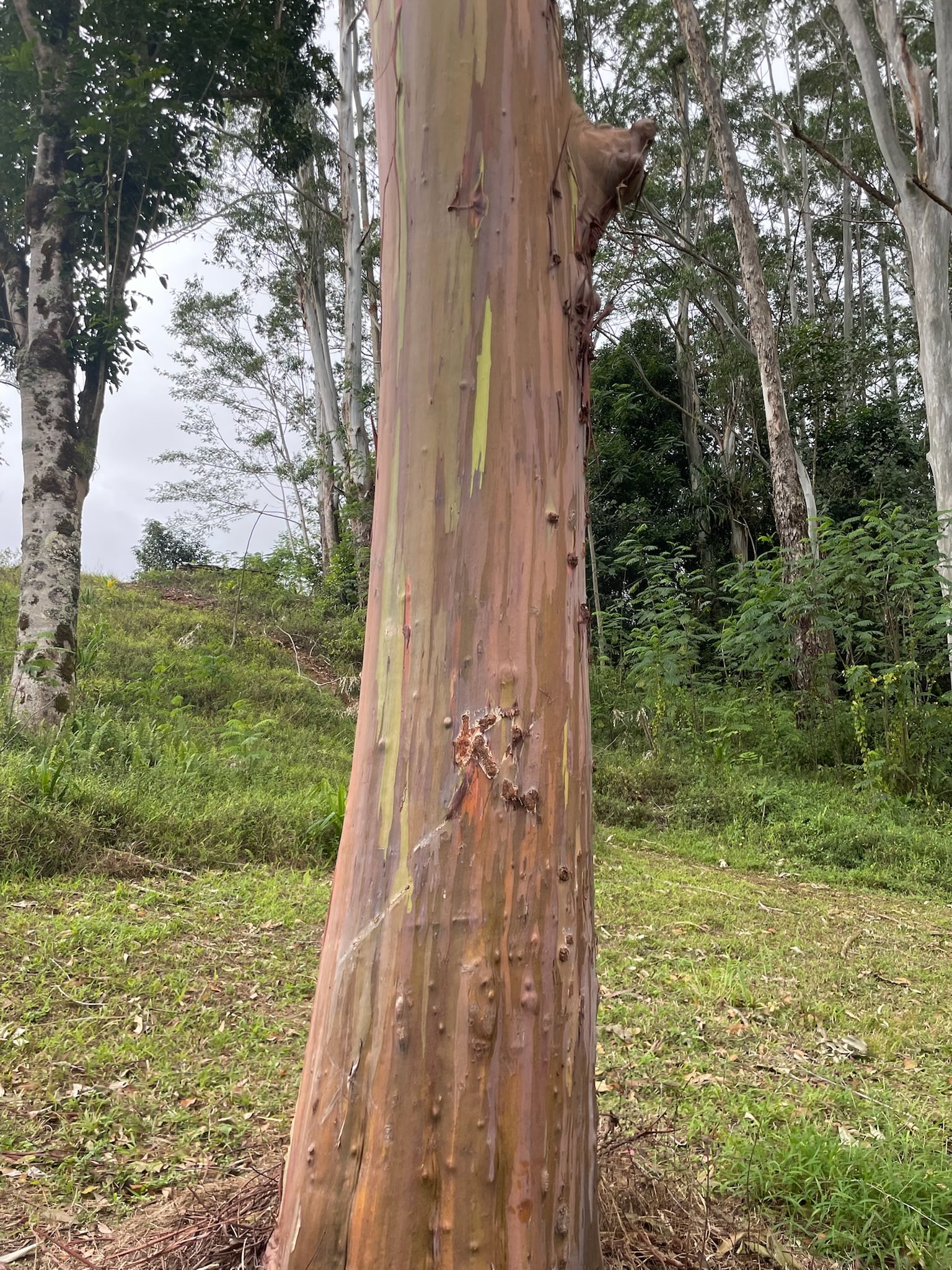Rainbow eucalyptus